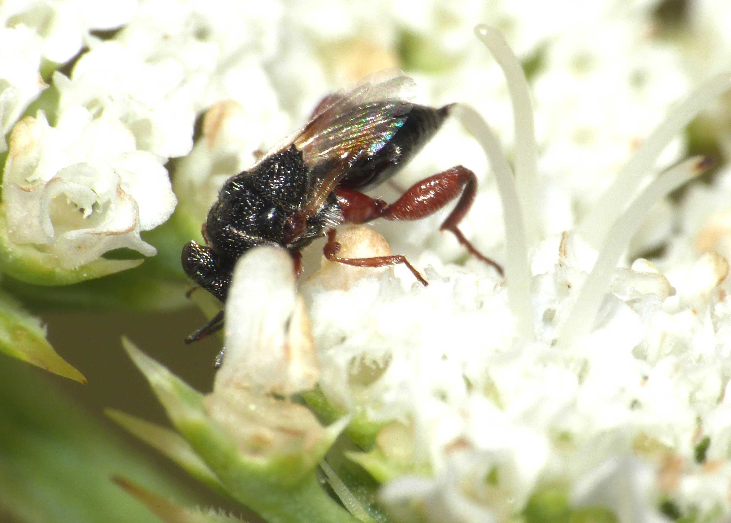 Piccolissimo imenottero (Chalcididae)